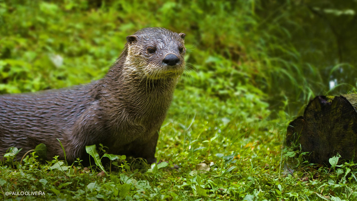 Lontra europeia Conheça esta espécie Biodiversidade