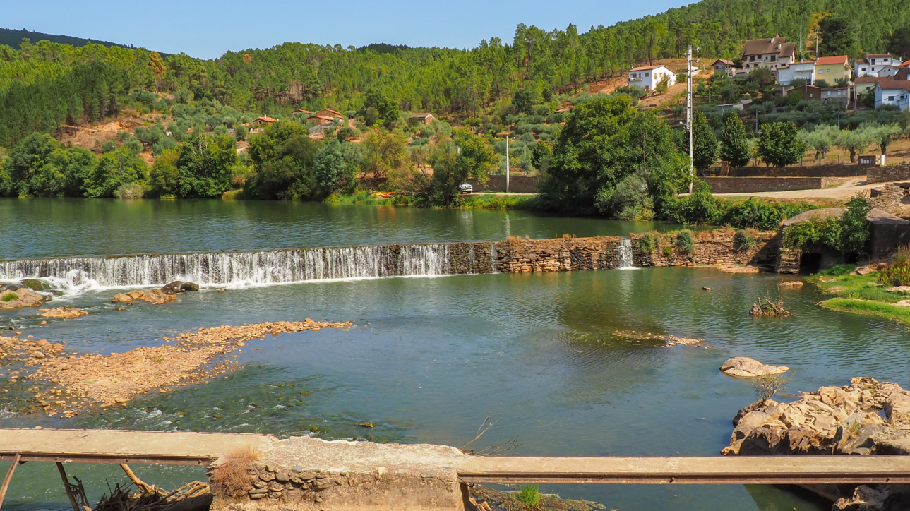 Boga-comum, um peixe de água doce - Biodiversidade