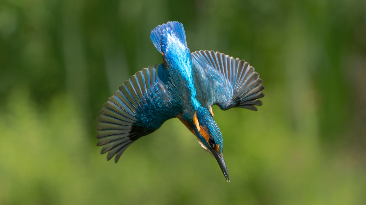 Guarda-rios: uma pequena flecha colorida - Biodiversidade