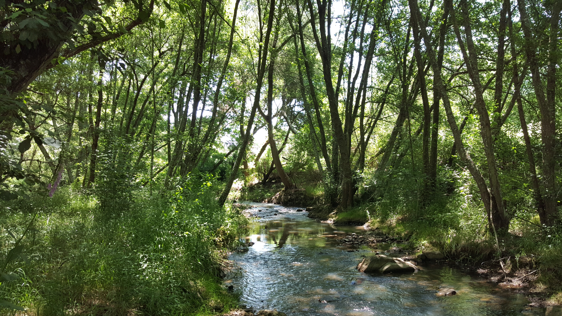 Ribeira em floresta densa exemplo de paisagem natural observada nas práticas ancestrais de hidromancia para prever o futuro.