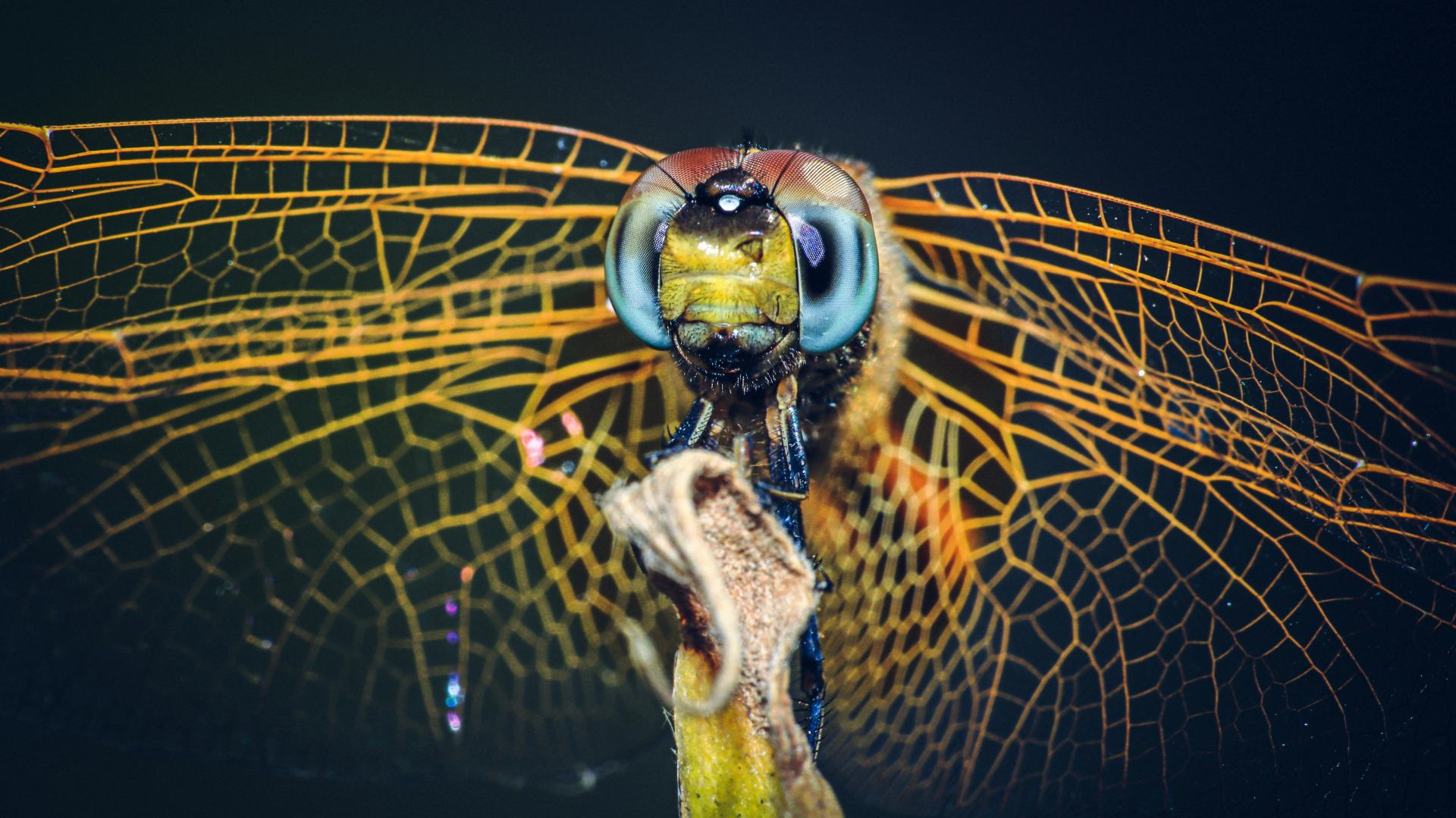 Close-up de libélula com foco nos olhos compostos e asas estrutura anatómica típica da ordem Odonata, símbolo da biodiversidade dos ecossistemas aquáticos.
