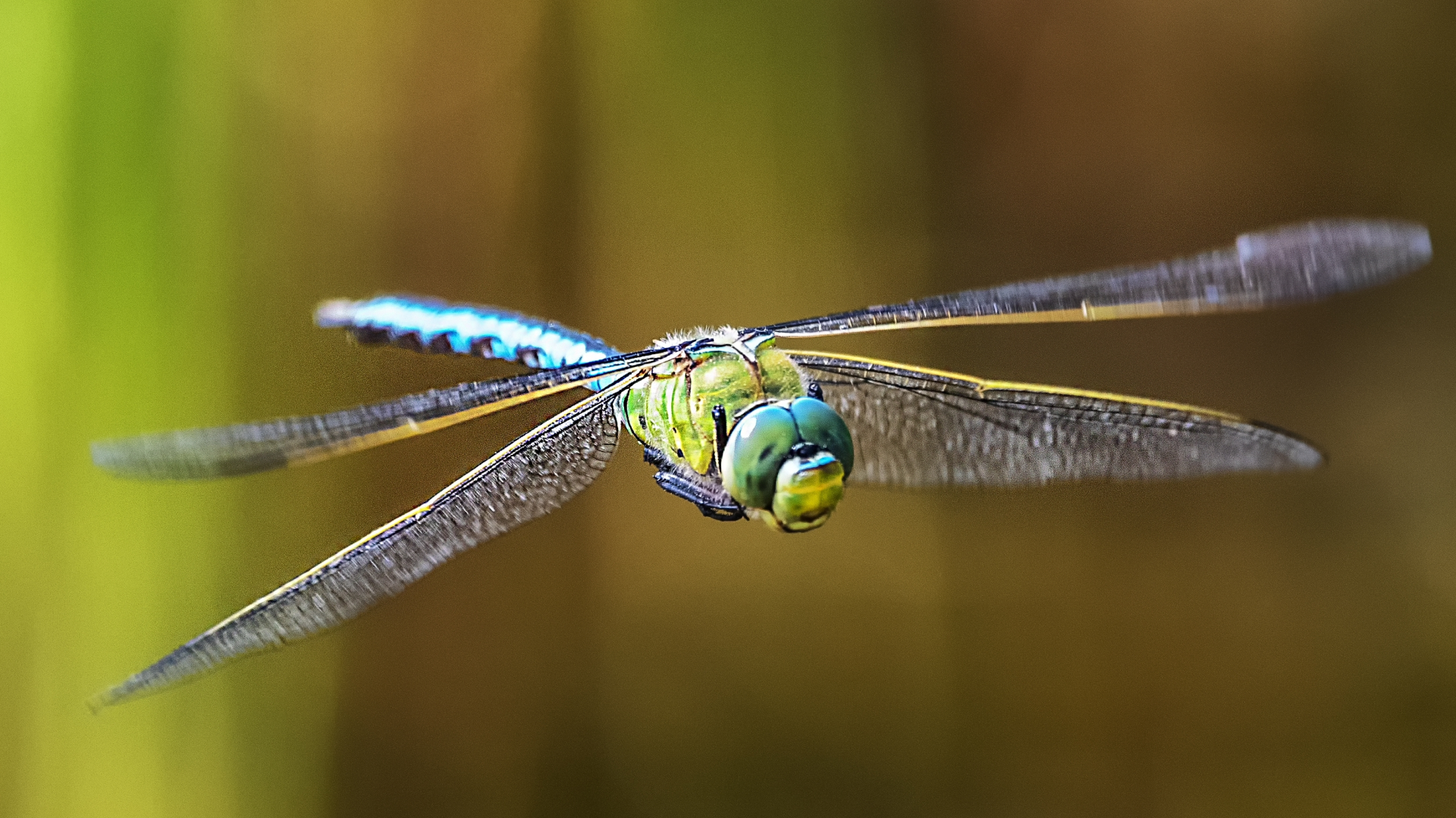 Libélula em pleno voo símbolo da biodiversidade dos habitats aquáticos e indicador da qualidade ecológica.