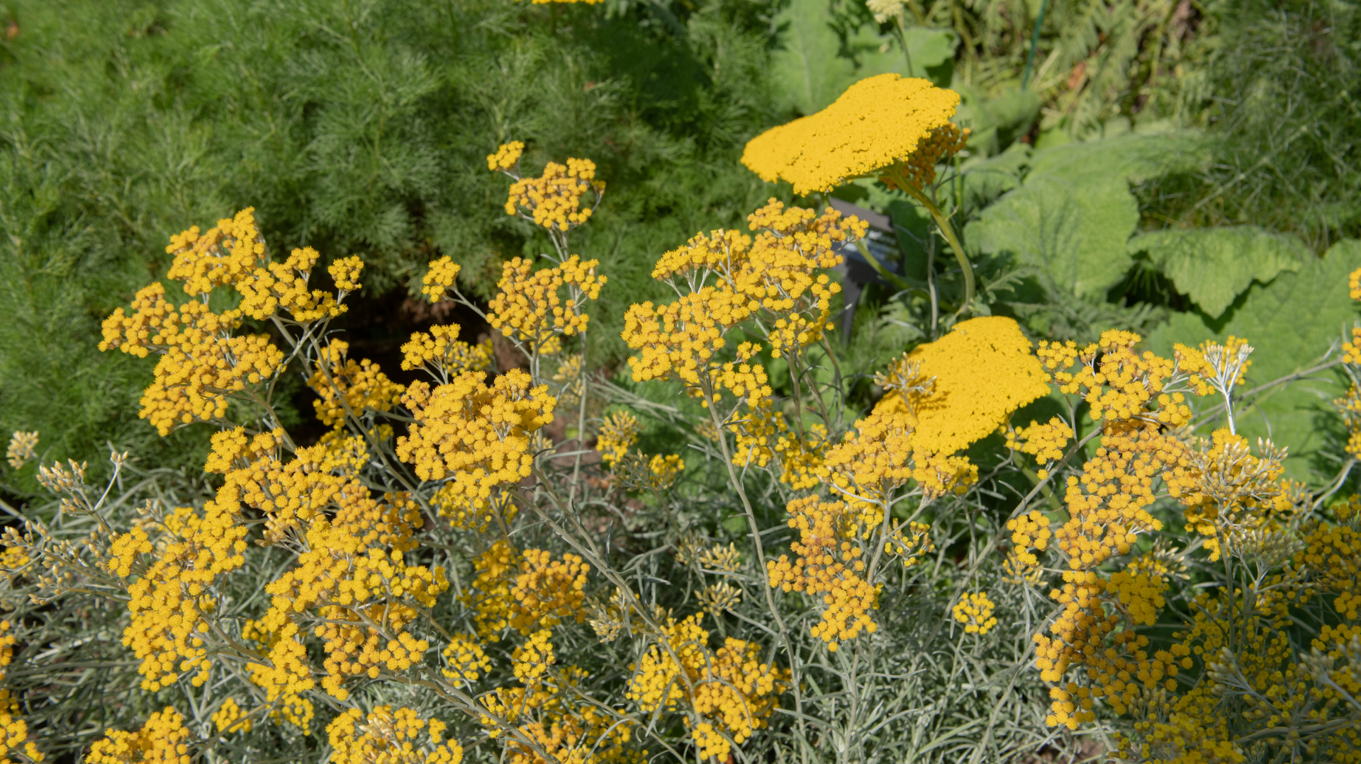 Perpétua-das-areias em floração num habitat natural, com as suas pequenas flores amarelas intensas a destacarem-se entre a vegetação densa.