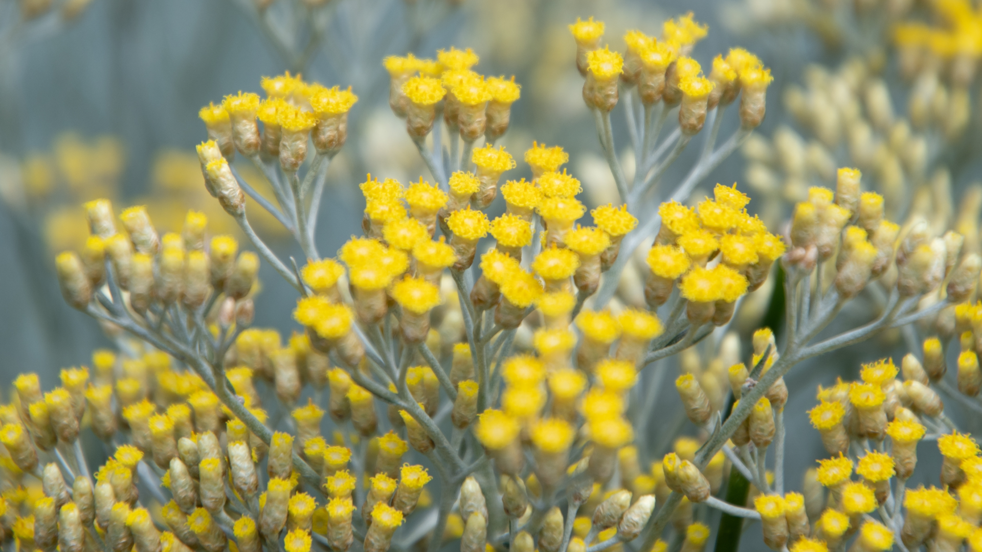 Close-up das flores amarelas vibrantes da perpétua-das-areias (Helichrysum stoechas), em plena floração, com destaque para os detalhes das pétalas e estrutura das inflorescências.
