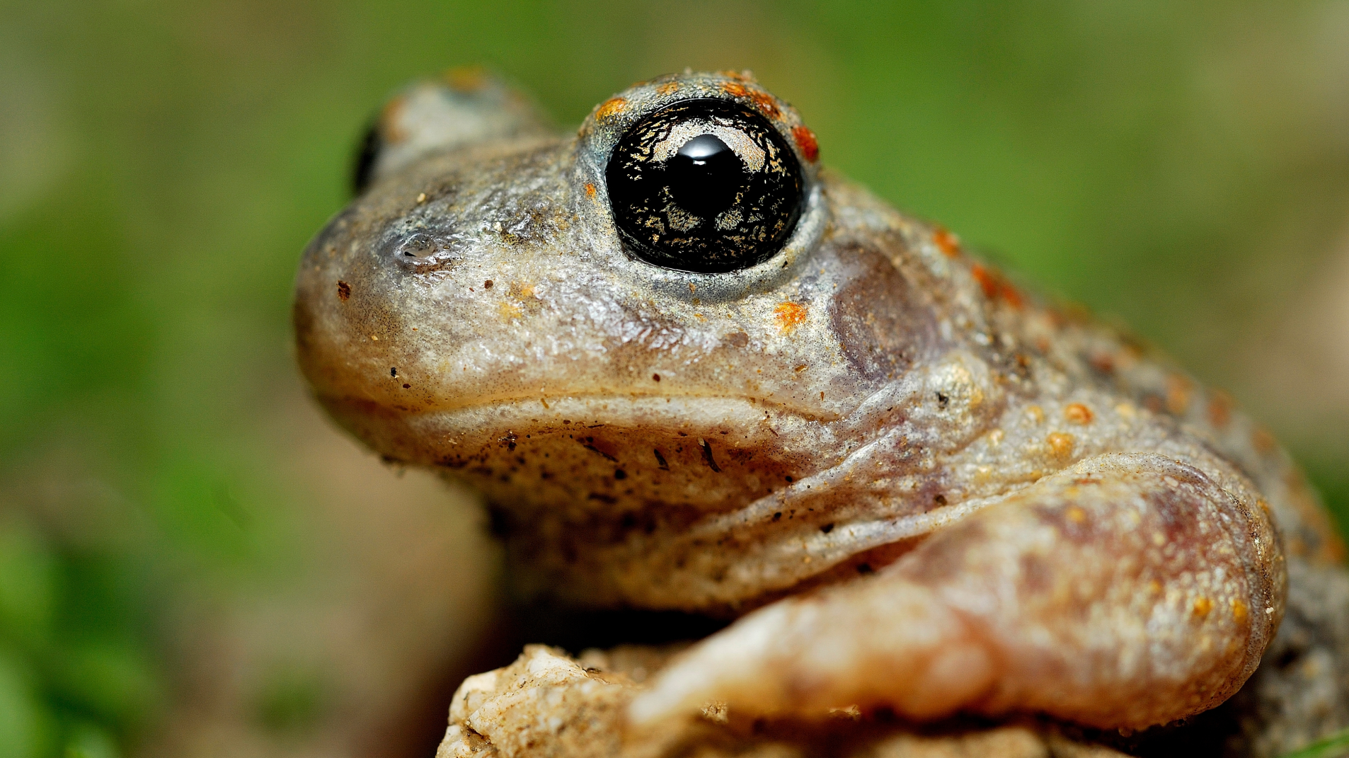 BIOgaleria - Sapo-parteiro-ibérico - 1920x1079px - 5