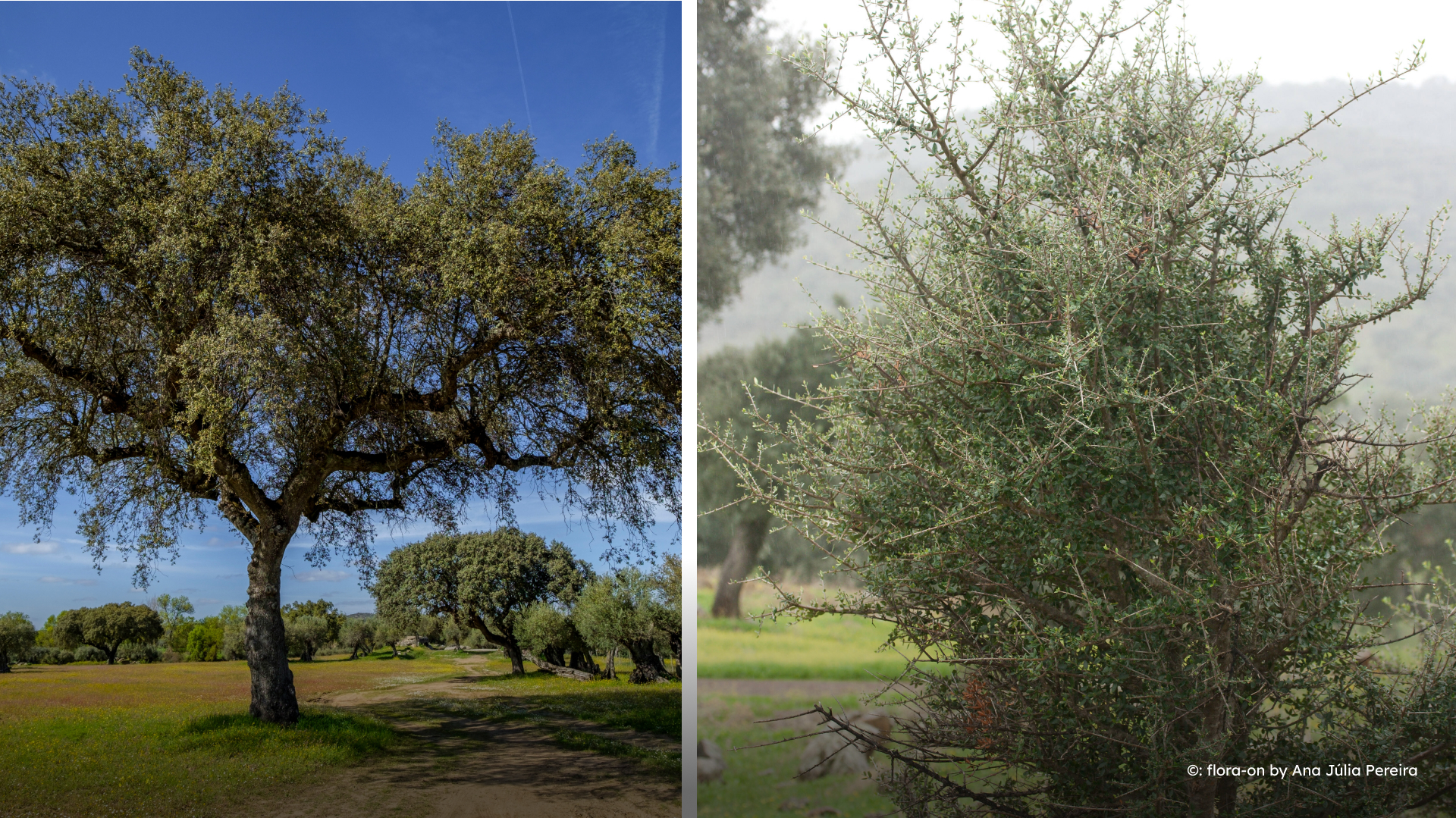 04 - BIOgaleria - Zambujeiro ou Oliveira 1920x1079px_02