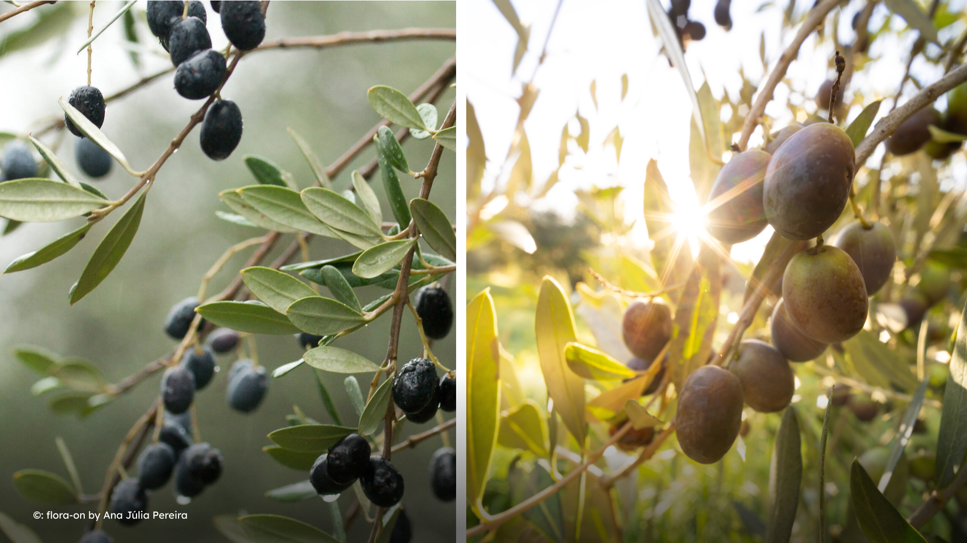 04 - BIOgaleria - Zambujeiro ou Oliveira 1920x1079px_04