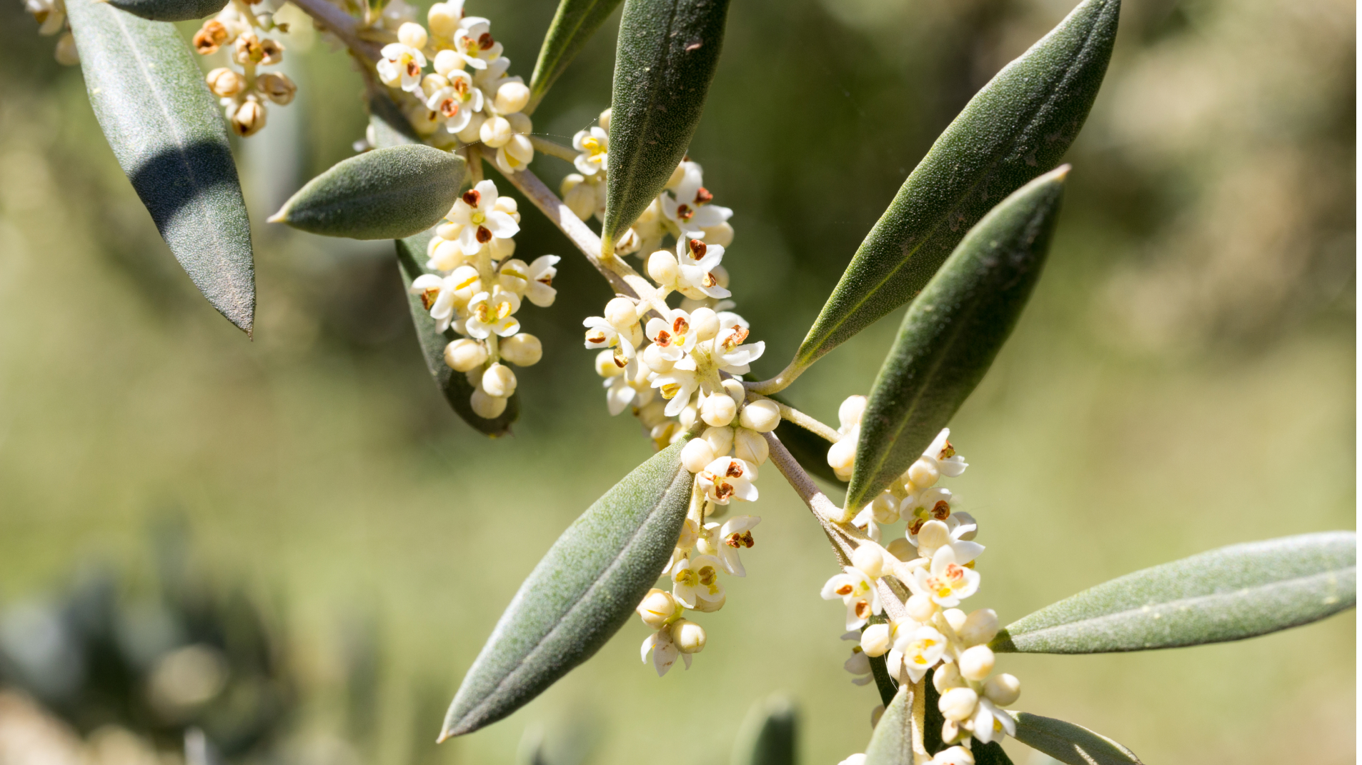 04 - BIOgaleria - Zambujeiro ou Oliveira 1920x1079px_05